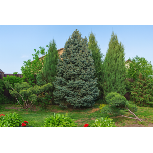 Smrek pichľavý (Picea pungens) ´ISELI FASTIGIATE´ - výška 40-50 cm, kont. C5L